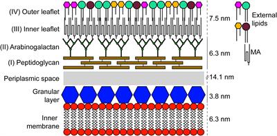 The Mycobacterial Cell Envelope: A Relict From the Past or the Result of Recent Evolution?